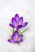 Purple Crocus (Crocus angustifolius) flowers emerging through snow in early spring, New York, USA.