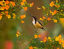 Eastern Spinebill (Acanthorhynchus tenuirostris) (a member of the honeyeater family, Meliphagidae) perched amid orange flowers Atherton Tableland, Queensland, Australia, October.