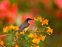 Eastern Spinebill (Acanthorhynchus tenuirostris) (a member of the honeyeater family, Meliphagidae) sipping nectar from orange flowers, Atherton Tableland, Queensland, Australia, October.
