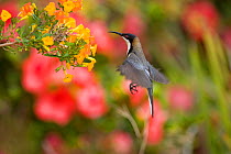 Eastern Spinebill (Acanthorhynchus tenuirostris), (a member of the honeyeater family, Meliphagidae), hovering to sip nectar from orange flowers Atherton Tableland, Queensland, Australia, October.