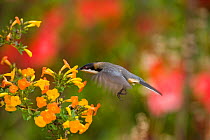 Eastern Spinebill (Acanthorhynchus tenuirostris), (a member of the honeyeater family, Meliphagidae), hovering to sip from orange flowers, Atherton Tableland, Queensland, Australia, October.