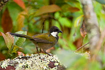 Eastern Whipbird (Psopodes olivaceus), Lake Eacham National Park, Queensland, Australia, October. Digitally retouched image (twig removed).