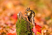 Eastern chipmunk (Tamias striatus) with an acorn in autumn, Fingers Lake region, central New York, USA, October.