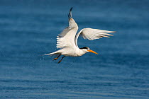 Elegant Tern (Sterna / Thallaseus elegans), in flight, dripping water after diving for fish. Bolsa Chica Ecological Reserve, California, USA, July.