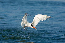 Elegant Tern (Sterna / Thalasseus elegans), jumping out of the water after diving unsuccessfully for fish. Bolsa Chica Ecological Reserve, California, USA, July.