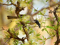 Helmeted Friarbird (Philemon buceroides), (a member of the honeyeater family, Meliphagidae), attracted to feed in flowering eucalyptus, Kakadu National Park, Northern Territory, Australia, September.