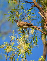 Helmeted Friarbird (Philemon buceroides), (a member of the honeyeater family, Meliphagidae), in a flowering eucalyptus tree, Kakadu National Park, Northern Territory, Australia, September.