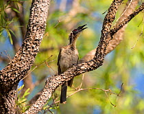 Helmeted Friarbird (Philemon buceroides), (a member of the honeyeater family, Meliphagidae), calling, Kakadu National Park, Northern Territory, Australia, September.