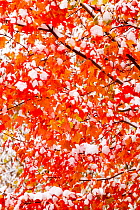 Red Maple (Acer rubrum) leaves covered with early snow in autumn. Ithaca, New York, USA, October.