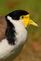 Masked Lapwing / Plover (Vanellus miles), adult close-up showing its yellow facial wattles. Sydney, Australia, September.