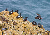 Pigeon Guillemots (Cepphus columba), group in breeding plumage on a rock over the ocean, Montana De Oro State Park, California, USA, July.