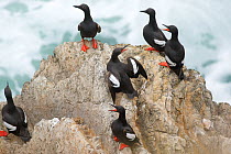 Pigeon Guillemots (Cepphus columba), group interacting on a rock over the ocean, Montana De Oro State Park, California, USA, July. (Digitally retouched image - bird at far left, head added from previo...