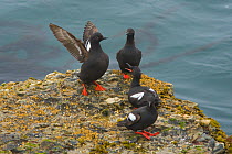 Pigeon Guillemots (Cepphus columba), group interacting on a rock, one with outspread wings, Santa Cruz, California, USA, July.