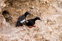 Pigeon Guillemot (Cepphus columba), pair outside their nest burrow in a cliff face, Montana De Oro State Park, California, USA, July.