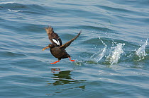 Pigeon Guillemot (Cepphus columba), taking flight from water carrying a fish in its bill. Santa Cruz, California, USA, July.