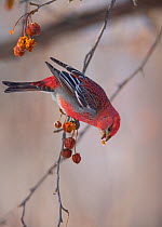Pine Grosbeak (Pinicola enucleator), male feeding on crabapple fruits in winter, Baldwinsville, New York, USA, January. Digitally retouched image (tail tip added)