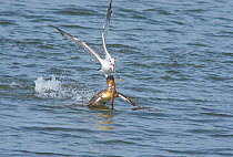 Red-breasted Merganser (Mergus serrator) with large fish, trying to escape attempted robbery by Ring-billed Gull (Larus delawarensis). Bolsa Chica Ecological Reserve, California, USA, February.