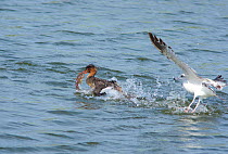 Red-breasted Merganser (Mergus serrator) with large fish, trying to escape attempted robbery by Ring-billed Gull (Larus delawarensis), Bolsa Chica Ecological Reserve, California, USA, February.