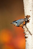 Red-breasted Nuthatch (Sitta canadensis), male clinging in its typical head-downward pose on birch trunk in autumn, New York, USA, November.