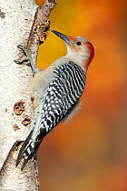 Red-bellied Woodpecker (Melanerpes carolinus), female perched on birch trunk in autumn, New York, USA, November.