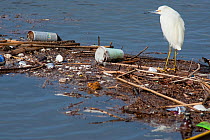 Snowy Egret (Egretta thula) standing amidst rubbish floating on water's surface. Bolsa Chica Ecological Reserve, California, USA, February.