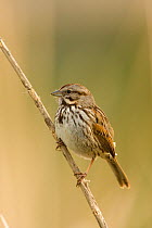 Song Sparrow (Melospiza / Zonotrichia melodia) adult. Newport Bay, California, USA, February.