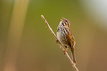 Song Sparrow (Melospiza / Zonotrichia melodia) adult singing. Newport Bay, California, USA, February.