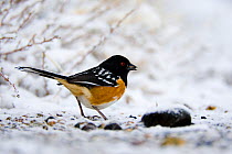 Spotted Towhee (Pipilo maculatus), male eating a seed, perching on snowy ground. Mono Basin, California, USA, February.