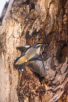 Striated Pardalote (Pardalotus striatus), (also called Diamond Bird), with nest material outside its nest hole in tree, Flinders Chase National Park, Kangaroo Island, Australia, December.