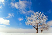 Tree covered with rime ice standing in snow-covered field, aginst blue sky with clouds, Ithaca, New York, USA. January 2010.
