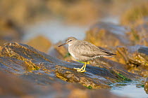 Wandering Tattler (Tringa incana), nonbreeding plumage, perched on a rock at tide pool, Crystal Cove State Park, California, USA, February.