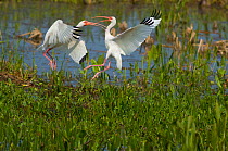 Two White Ibis (Eudocimus albus) during a midair fight over a feeding spot in a Florida wetland, USA, March.