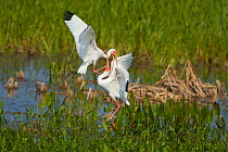 Two White Ibis (Eudocimus albus) during a midair fight over a feeding spot in a Florida wetland, USA, March.