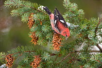 White-winged Crossbill (Loxia leucoptera), male feeding on Douglas-fir cones, Ithaca, New York, USA, January.