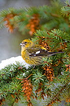 White-winged Crossbill (Loxia leucoptera), female eating snow amid Douglas-fir cones, Ithaca, New York, USA, January.