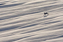 Mountain hare (Lepus timidus) running across wind swept snow field, near Carrbridge, Cairngorms National Park, Scotland, January 2010. Highly commended in the Habitat category of the BWPA competition...
