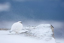 Ptarmigan (Lagopus mutus) in winter plumage, Grampian Mountains, Scotland, February 2010. Highly commended in the Habitat category of the BWPA competition 2010