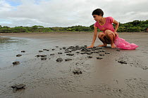 Local woman volunteer watching over Olive ridley sea turtle hatchlings (Lepidochelys olivacea) on their way to the sea. Ostional NP, Costa Rica, October