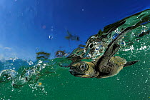 Baby Olive Ridley sea turtle (Lepidochelys olivacea) struggles against the swell to swim away from the beach where it hatched, Ostional, Costa Rica. October. Winner of the Underwater category of the G...