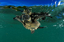 As soon as it enters the water the young Olive sea turtle (Lepidochelys olivacea) struggles against the swell to swim away from the coast.  Pacific coast, Costa Rica, October ^^^ This swimming frenzy...