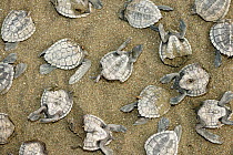 Dead Olive ridley turtle hatchlings (Lepidochelys olivacea) that have been eaten by a Black vulture (Coragyps atratus) The vultures cannot swallow the hatchlings whole so they tear them apart and ofte...