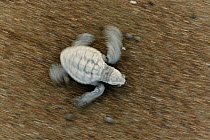 Olive ridley sea turtle hatchling (Lepidochelys olivacea) on its way to the sea.  Ostional beach, Costa Rica, November ^^^ They orient themselves by the brightness of the horizon above the ocean and t...