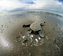 Olive ridley sea turtle hatchling (Lepidochelys olivacea) on its way to the sea. They orient themselves by the brightness of the horizon above the ocean, Ostional beach, Costa Rica, November ^^^ They...