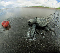 Olive ridley sea turtle hatchling (Lepidochelys olivacea) on its way to the sea. They orient themselves by the brightness of the horizon above the ocean.  Ostional beach, Costa Rica, Novembe. ^^^ They...