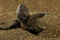 After an incubation period of 45 to 55 days and several days long ascent through the sand a hatchling Olive ridley sea turtle (Lepidochelys olivacea) emerges from the nest. Ostional Beach, Costa Rica,...