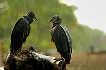 Black vultures (Coragyps atratus) in the rain at Playa Ostional, Costa Rica, Pacific coast, waiting for a chance to forage on eggs or hatchlings of the Olive ridley sea turtle (Lepicochelys olivacea)....