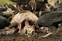 Black vultures (Coragyps atratus) scavenging on the carcass of an adult Olive ridley sea turtle (Lepidochelys olivacea) at Playa Ostional, Costa Rica, Pacific coast, during an arribada (mass nesting)...