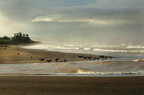 Black vultures (Coragyps atratus) waiting for Olive ridley sea turtle (Lepidochelys olivacea) hatchlings to emerge from nests at Playa Ostional, Costa Rica, Pacific coast. November 2009