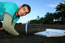 A Costa Rican researcher monitors the temperature in the developing sea turtle nests at Ostional beach, Costa Rica, November 2009. ^^^ Sea turtles have, like many other reptiles, temperature-dependent...