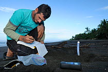 A Costa Rican researcher monitors the temperature in the developing Olive Ridley sea turtle nests at Ostional beach, Costa Rica, November 2009. ^^^ Sea turtles have, like many other reptiles, temperat...